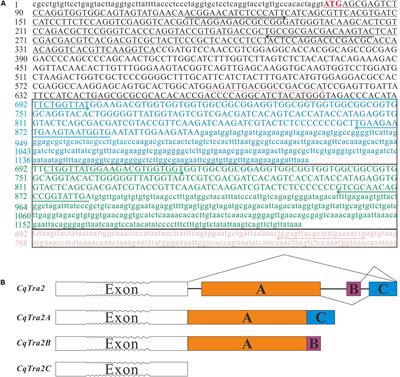 Molecular Characterization and Expression Profiling of Three Transformer-2 Splice Isoforms in the Redclaw Crayfish, Cherax quadricarinatus